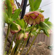 ヒメ日記 2026/03/03 08:29 投稿 彩花 調教プレイ専門店 マニアック女人館 別館