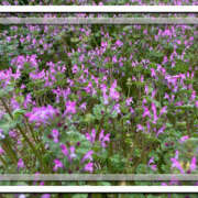 ヒメ日記 2026/03/25 08:08 投稿 彩花 調教プレイ専門店 マニアック女人館 別館