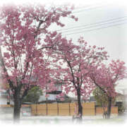 ヒメ日記 2026/03/29 11:17 投稿 彩花 調教プレイ専門店 マニアック女人館 別館