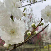 ヒメ日記 2026/03/30 22:09 投稿 彩花 調教プレイ専門店 マニアック女人館 別館