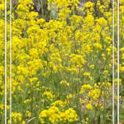彩花 夏日☀️ 調教プレイ専門店 マニアック女人館 別館