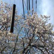 ヒメ日記 2026/04/03 09:35 投稿 めい フローラル