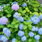 ヒメ日記 2025/06/11 08:27 投稿 サナ キャンディ(鹿児島)