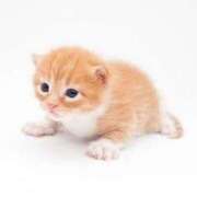 ヒメ日記 2025/07/29 21:25 投稿 みくる【業界未経験】 茨城水戸ちゃんこ