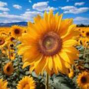 ヒメ日記 2025/04/11 07:15 投稿 まなみ 宮崎ちゃんこ都城店