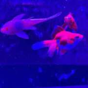 ヒメ日記 2025/04/13 16:08 投稿 まなみ 宮崎ちゃんこ都城店