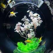 ヒメ日記 2025/04/30 22:05 投稿 まなみ 宮崎ちゃんこ都城店