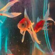 ヒメ日記 2025/05/07 22:15 投稿 まなみ 宮崎ちゃんこ都城店