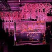 ヒメ日記 2025/05/09 02:45 投稿 まなみ 宮崎ちゃんこ都城店