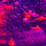 ヒメ日記 2025/05/11 14:55 投稿 まなみ 宮崎ちゃんこ都城店