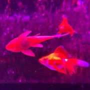 ヒメ日記 2025/05/18 09:37 投稿 まなみ 宮崎ちゃんこ都城店