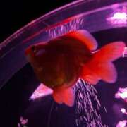 ヒメ日記 2025/05/19 00:05 投稿 まなみ 宮崎ちゃんこ都城店