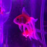 ヒメ日記 2025/05/24 18:40 投稿 まなみ 宮崎ちゃんこ都城店