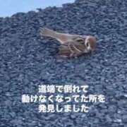 ヒメ日記 2025/06/27 17:22 投稿 真玖(しんく) PLUS梅田店