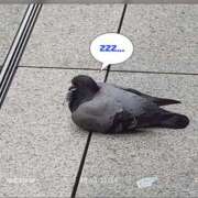 ヒメ日記 2026/02/20 16:19 投稿 ひかる カリビアン