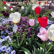 ヒメ日記 2025/04/18 15:22 投稿 白兎なぎさ LUXE(リュクス)