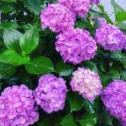 ヒメ日記 2025/06/11 17:45 投稿 このは☆艶カワセクシー☆ アネキャンモード