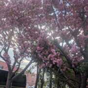 ヒメ日記 2025/05/11 18:09 投稿 ななせ 完熟ばなな札幌・すすきの