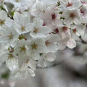 ヒメ日記 2025/04/16 07:41 投稿 いお 熟女の風俗最終章 宇都宮店