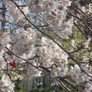 ヒメ日記 2025/05/03 09:45 投稿 ほなみ One More 奥様 鶯谷店