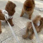 ヒメ日記 2025/04/23 10:47 投稿 祈月かすみ ミセス大阪十三店