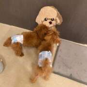 ヒメ日記 2025/04/24 11:20 投稿 祈月かすみ ミセス大阪十三店