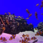 ヒメ日記 2025/05/25 13:11 投稿 祈月かすみ ミセス大阪十三店