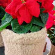 ヒメ日記 2025/12/15 22:10 投稿 みやび 性腺熟女100％（デリヘル市場）