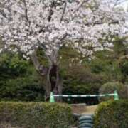 ヒメ日記 2025/04/14 13:23 投稿 小春 出会い系人妻ネットワーク錦糸町～小岩編