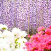 ヒメ日記 2025/05/08 08:17 投稿 小春 出会い系人妻ネットワーク錦糸町～小岩編