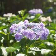 ヒメ日記 2025/05/28 09:23 投稿 小春 出会い系人妻ネットワーク錦糸町～小岩編