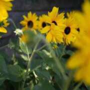 ヒメ日記 2025/06/05 09:38 投稿 小春 出会い系人妻ネットワーク錦糸町～小岩編