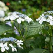 ヒメ日記 2025/06/16 09:36 投稿 小春 出会い系人妻ネットワーク錦糸町～小岩編