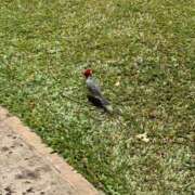 ヒメ日記 2025/06/30 10:31 投稿 小春 出会い系人妻ネットワーク錦糸町～小岩編