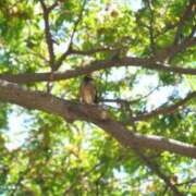 ヒメ日記 2025/07/09 09:49 投稿 小春 出会い系人妻ネットワーク錦糸町～小岩編