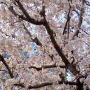 ヒメ日記 2025/04/11 13:46 投稿 ひより 西船巨乳ぽっちゃり　乳神さま