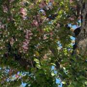 ヒメ日記 2025/04/29 14:59 投稿 かれん ウルトラドリーム