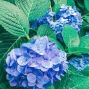 ヒメ日記 2025/06/12 07:04 投稿 岩橋 美代子 人妻セレブ宮殿