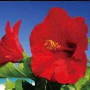 ヒメ日記 2025/06/18 08:14 投稿 岩橋 美代子 人妻セレブ宮殿