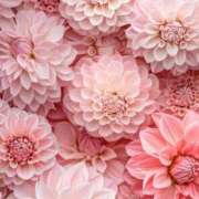 ヒメ日記 2025/06/28 16:01 投稿 新人・響(ひびき) グランドオペラ福岡