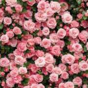 ヒメ日記 2025/07/16 14:41 投稿 新人・響(ひびき) グランドオペラ福岡