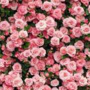 ヒメ日記 2025/07/20 14:07 投稿 新人・響(ひびき) グランドオペラ福岡