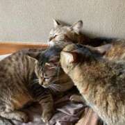 ヒメ日記 2025/05/18 21:50 投稿 千歌(ちか) エッチな熟女(広島)