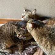 ヒメ日記 2025/08/29 17:50 投稿 千歌(ちか) エッチな熟女(広島)