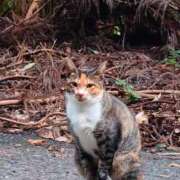 ヒメ日記 2025/11/10 10:10 投稿 千歌(ちか) エッチな熟女(広島)