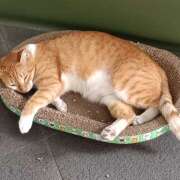 ヒメ日記 2026/01/04 08:44 投稿 秋月唯 五十路マダムエクスプレス船橋店(カサブランカグループ)