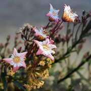 ヒメ日記 2026/01/25 08:50 投稿 秋月唯 五十路マダムエクスプレス船橋店(カサブランカグループ)