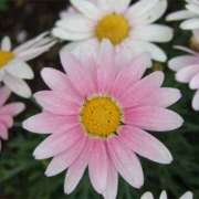 ヒメ日記 2026/03/08 08:53 投稿 秋月唯 五十路マダムエクスプレス船橋店(カサブランカグループ)