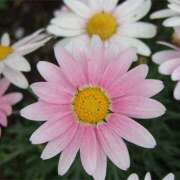 ヒメ日記 2026/03/08 08:56 投稿 秋月唯 五十路マダムエクスプレス船橋店(カサブランカグループ)