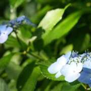 ヒメ日記 2025/06/18 07:43 投稿 小春 出会い系人妻ネットワーク 上野〜大塚編